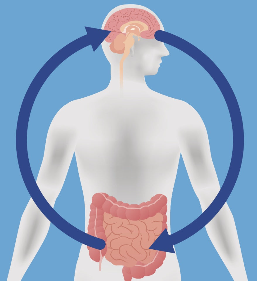 La conexión intestino-cerebro: cómo los probióticos apoyan la salud mental
